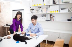 Gato no trabalho com tutor.