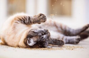 Gato rolando no catnip.