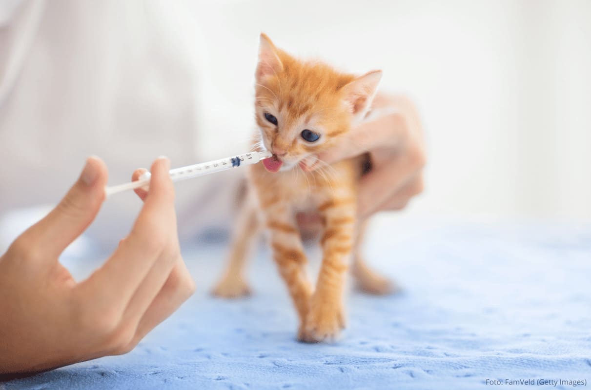 Março Azul Marinho Pet: Prevenção de Verminoses e Saúde Gastrointestinal.