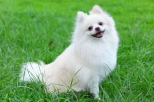 Lulu da Pomerânia Branco.