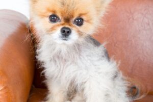 Lulu da Pomerânia com perda de pelos.
