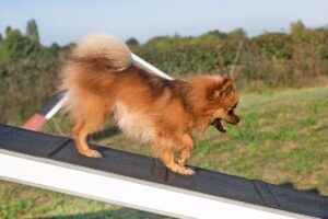 Lulu da Pomerânia descendo rampa.