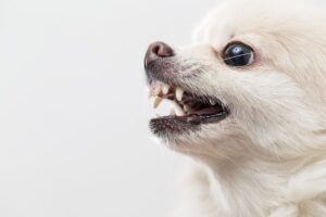 Lulu da Pomerânia mostrando os dentes.