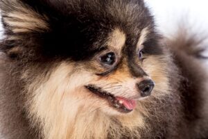 Lulu da Pomerânia preto e caramelo.