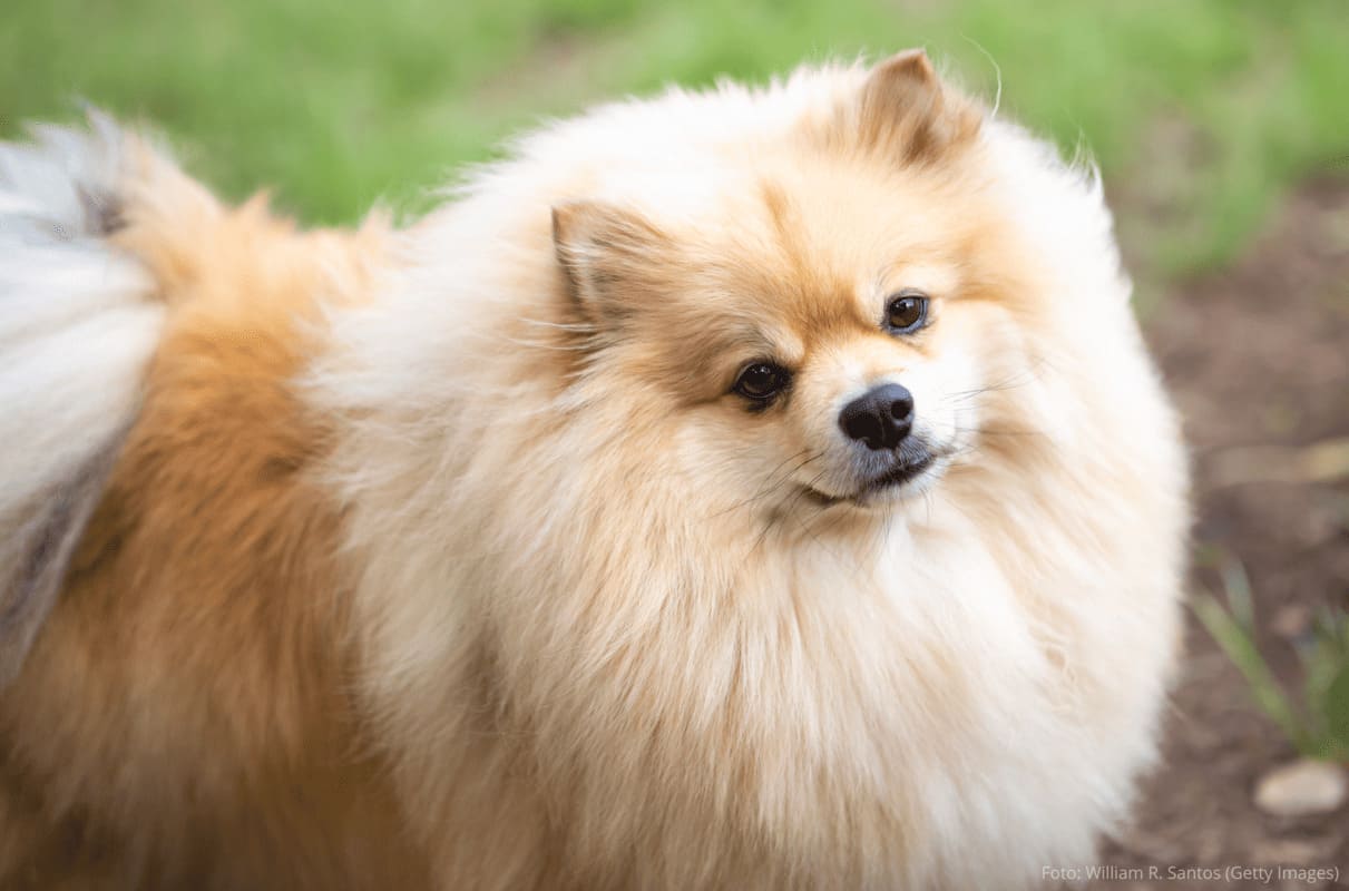 Lulu da Pomerânia: Pequeno Encantador.