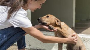 Mulher fazendo carinho em cachorro de abrigo resgatado.