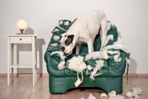 Ansiedade de Separação em Pets: Poltrona destruída por cachorro Boxer.