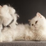 Queda de Pelos em Pets: Cuidados no Outono