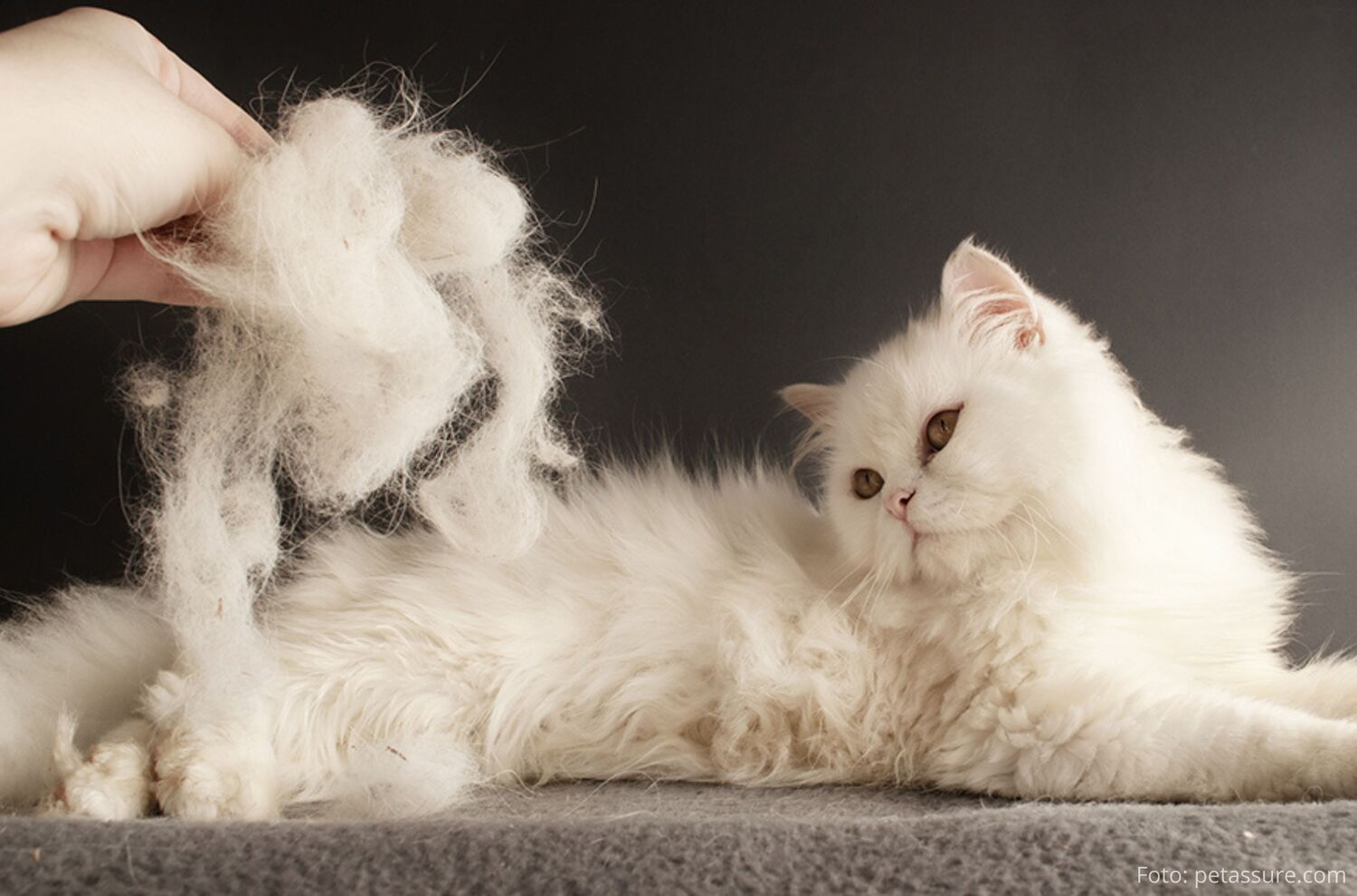 Queda de Pelos em Pets: Cuidados no Outono