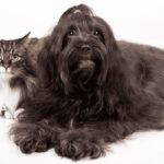 Raças Hipoalergênicas de Cães e Gatos.