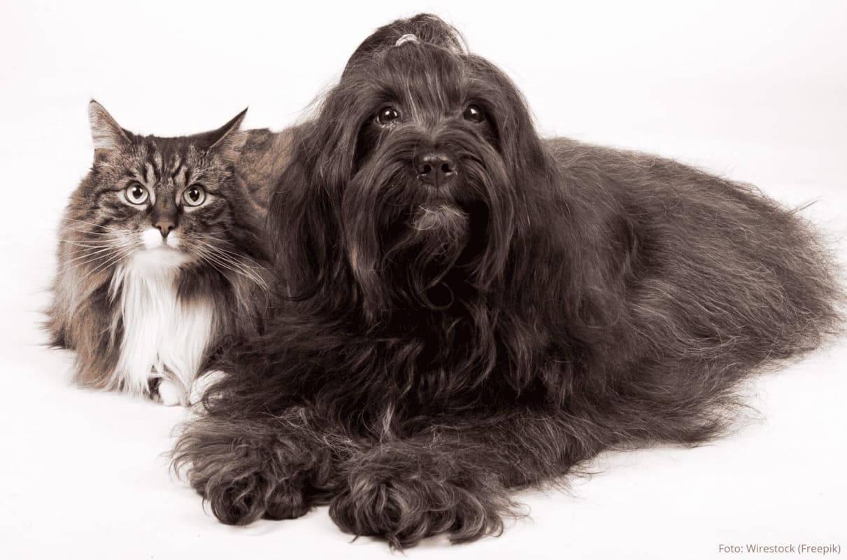 Raças Hipoalergênicas de Cães e Gatos.