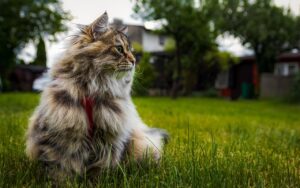 Raças Hipoalergênicas de Gatos