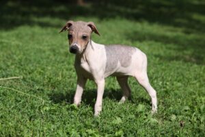 Raças Hipoalergênicas de Cães: Terrier Americano.