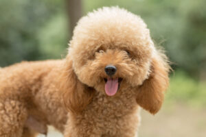 Raças Hipoalergênicas de Cães: Poodle.
