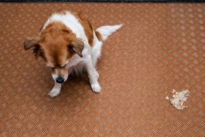Prevenção de Verminoses e Saúde Gastrointestinal: Vômito de cachorro no chão.
