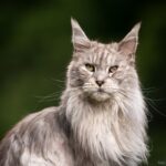 Maine Coon: Porte Majestoso e Afeto Cativante.