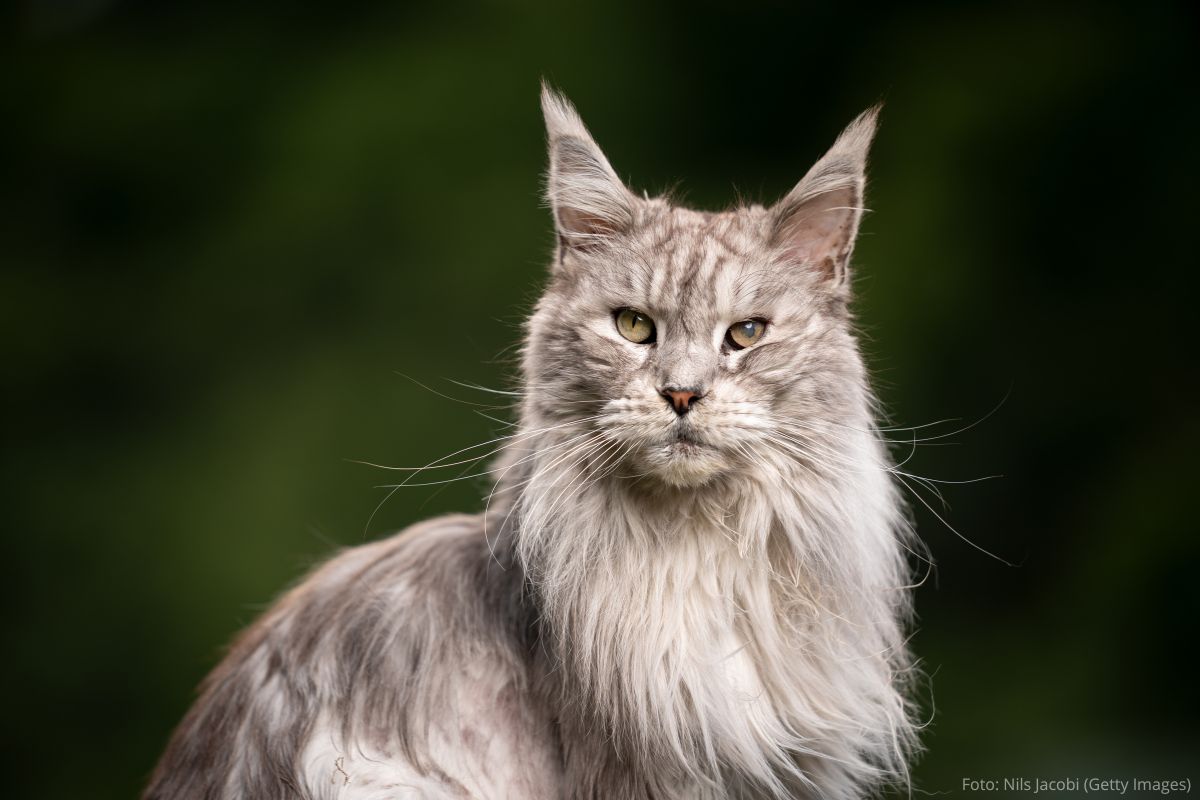 Maine Coon: Porte Majestoso e Afeto Cativante.