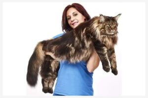 Barivel, o gato doméstico mais longo do mundo.