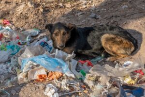 Cachorro abandonado, deitado no lixo.