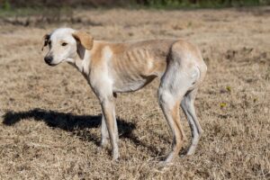 Importância do Abril Laranja na Defesa dos Animais: Cachorro com magreza excessiva.