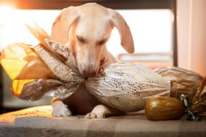 Ovo de Páscoa, na embalagem, na boca de uma cachorro.