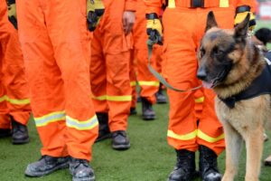 Trabalho dos Pets na Sociedade: Cachorro de resgate com esquadrão.