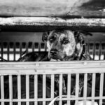 Importância do Abril Laranja na Defesa dos Animais