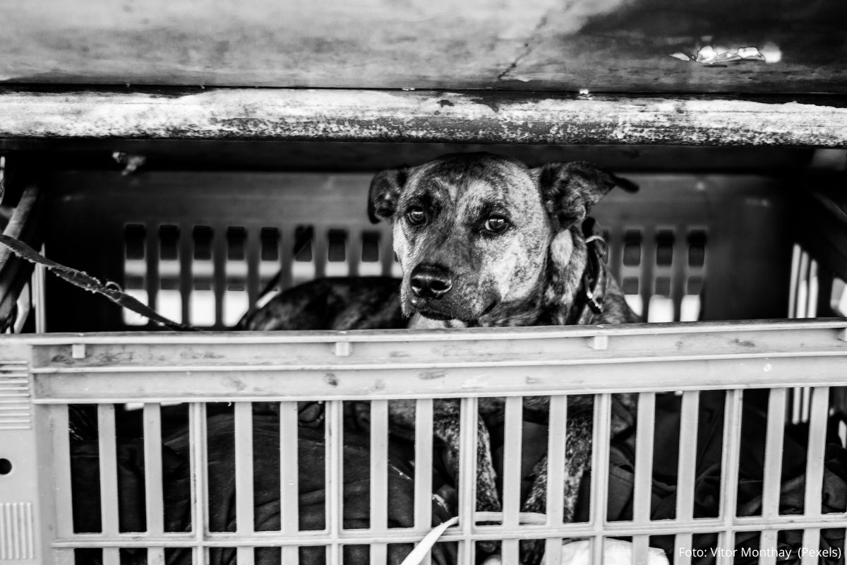 Importância do Abril Laranja na Defesa dos Animais