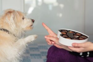 Cachorro pedindo, com a pata, chocolate em uma embalagem.