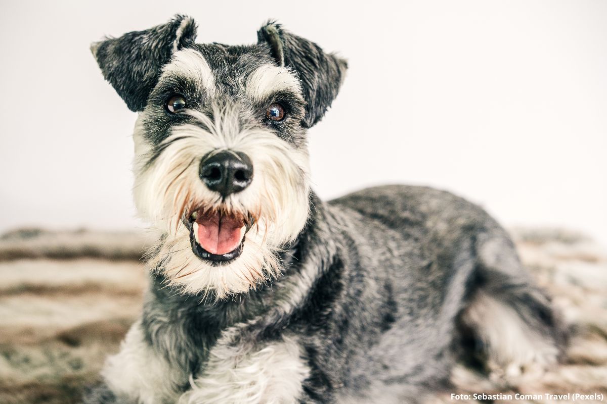 Schnauzer: Raça Inteligente e Cheia de Estilo.