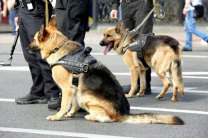 Trabalho dos Pets na Sociedade: Cães policiais da raça Pastor Alemão.