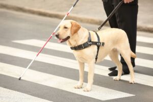 Trabalho dos Pets na Sociedade: Cão-guia conduzindo pessoa na faixa de pedestres.