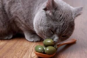 Gato cheirando azeitonas verdes em uma colher de madeira.