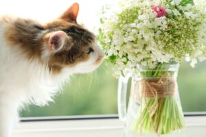 Gato cheirando buquê de flores no vaso.