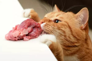 Gato cheirando carne crua que está em cima da bancada.