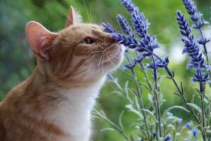Gato cheirando lavanda.