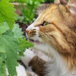 Cheiros Preferidos dos Gatos: gato cheirando planta de catnip.