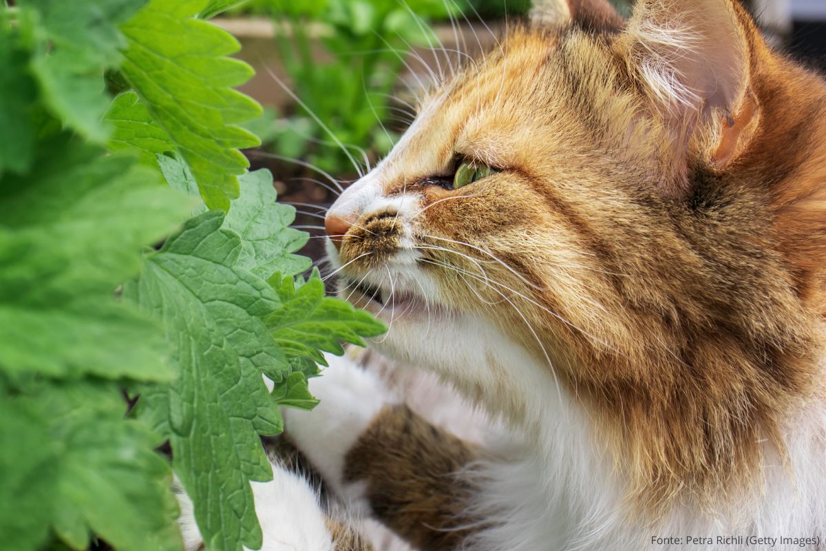 Cheiros Preferidos dos Gatos: gato cheirando planta de catnip.