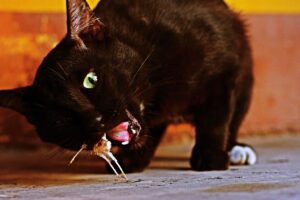 Gato com espinha de peixe na boca.