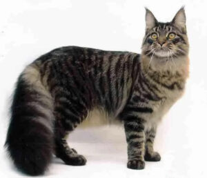 Foto do gato Maine Coon.