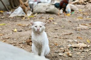 Importância do Abril Laranja na Defesa dos Animais: Gato maltratado, com orelha cortada.