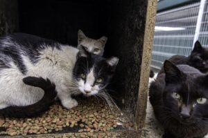 Gatos abandonados.