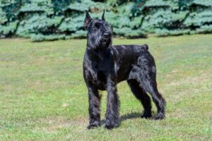 Schnauzer gigante na cor preto sólido.