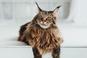 Maine Coon deitado com patas penduradas em um móvel branco.