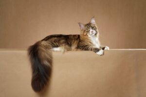 Maine Coon marrom e branco.