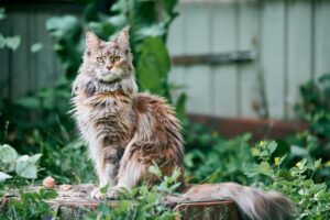 Gato Maine Coon no jardim.