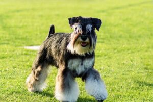 Schnauzer miniatura, na cor preto e prata, caminhando na grama.