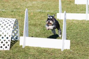 Cachorro Schnauzer correndo e pulando circuito de obstáculos.