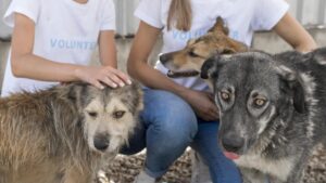 Voluntárias fazendo carinho em cachorros de abrigo.