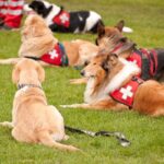 Trabalho dos Pets na Sociedade.